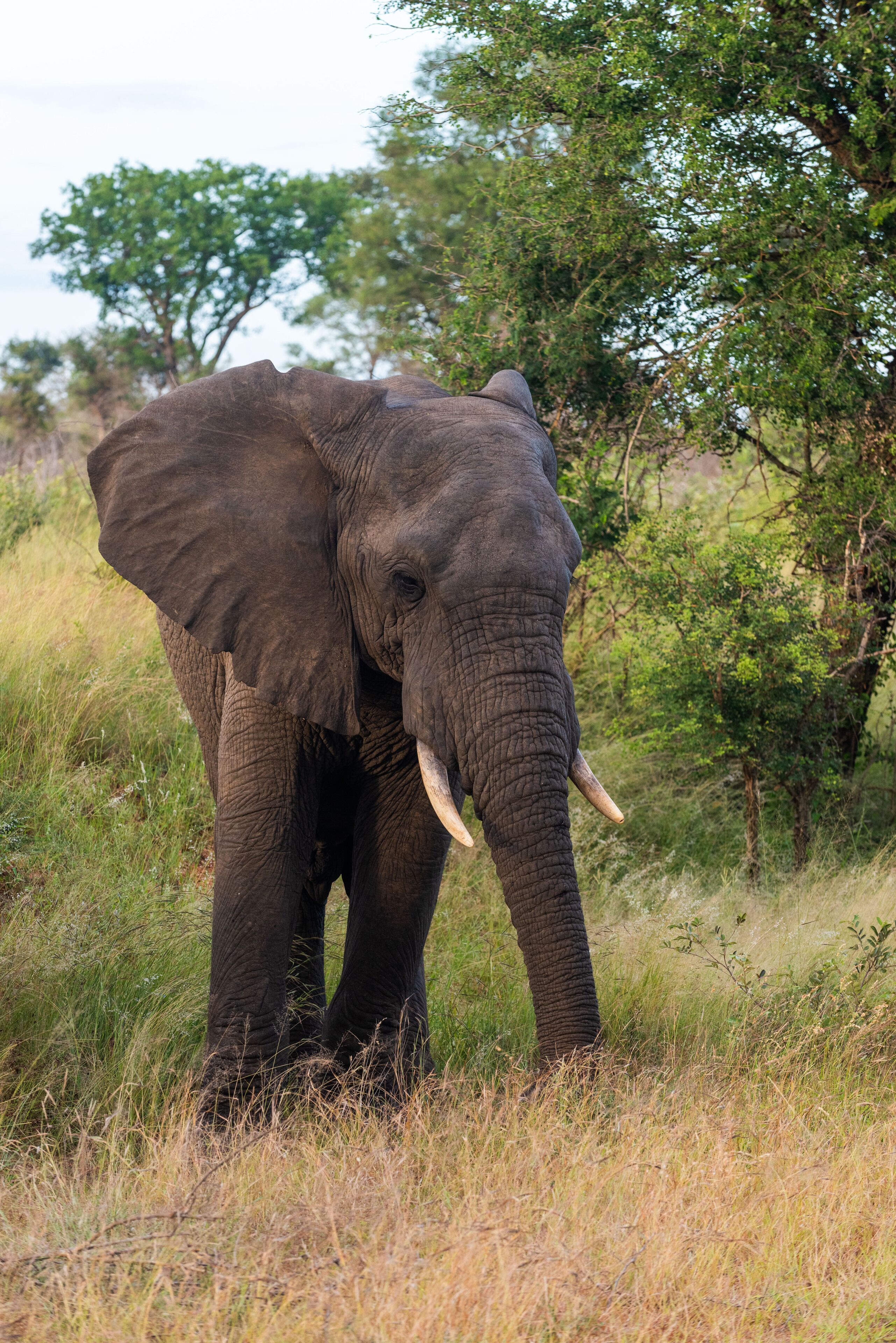 Un elefante en un campo lleno de hierba, con árboles al fondo.