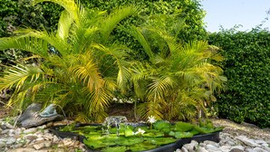 Ein Garten mit Teich, Steinen und tropischen Pflanzen.