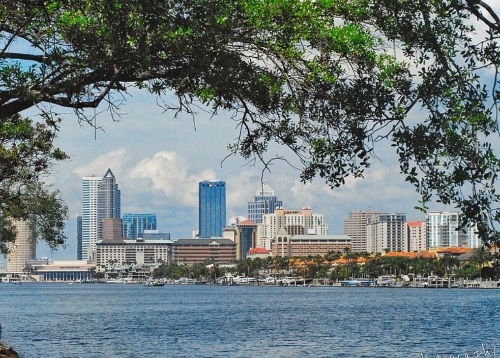 A city skyline with modern high-rise buildings, a waterfront, and a large tree in the foreground.