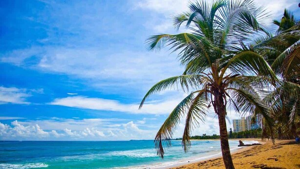 Une plage avec un palmier, l’océan et un ciel dégagé.