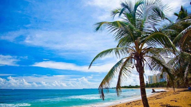 A beach with a palm tree, ocean, and clear sky. - A2-Quaint 1B-Fast WiFi-Walk to Restaurants, Beach (San Juan)