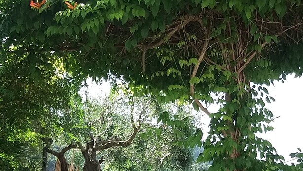 Un área de estar al aire libre con una mesa y sillas, rodeada de follaje y una pérgola cubierta de enredaderas con flores.