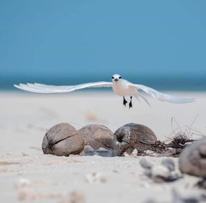 Perto da praia, espreguiçadeiras, toalhas de praia