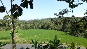Un campo verde y exuberante, con un árbol en primer plano y un bosque denso al fondo.