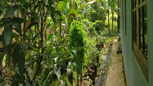A narrow corridor with dense foliage on one side and a building with large windows on the other. - Penginapan Tasya (Kalirejo)