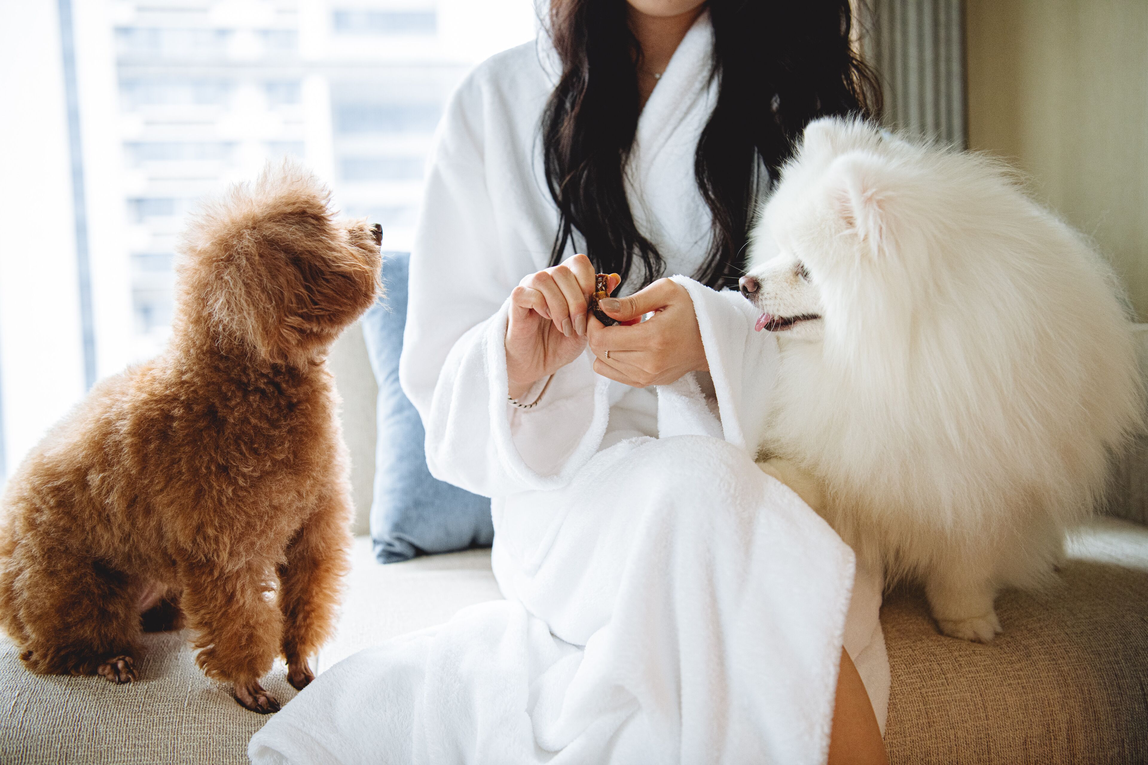 A person in a white robe sitting on a couch with two fluffy dogs, one brown and one white, in a room with a window and a view of buildings.