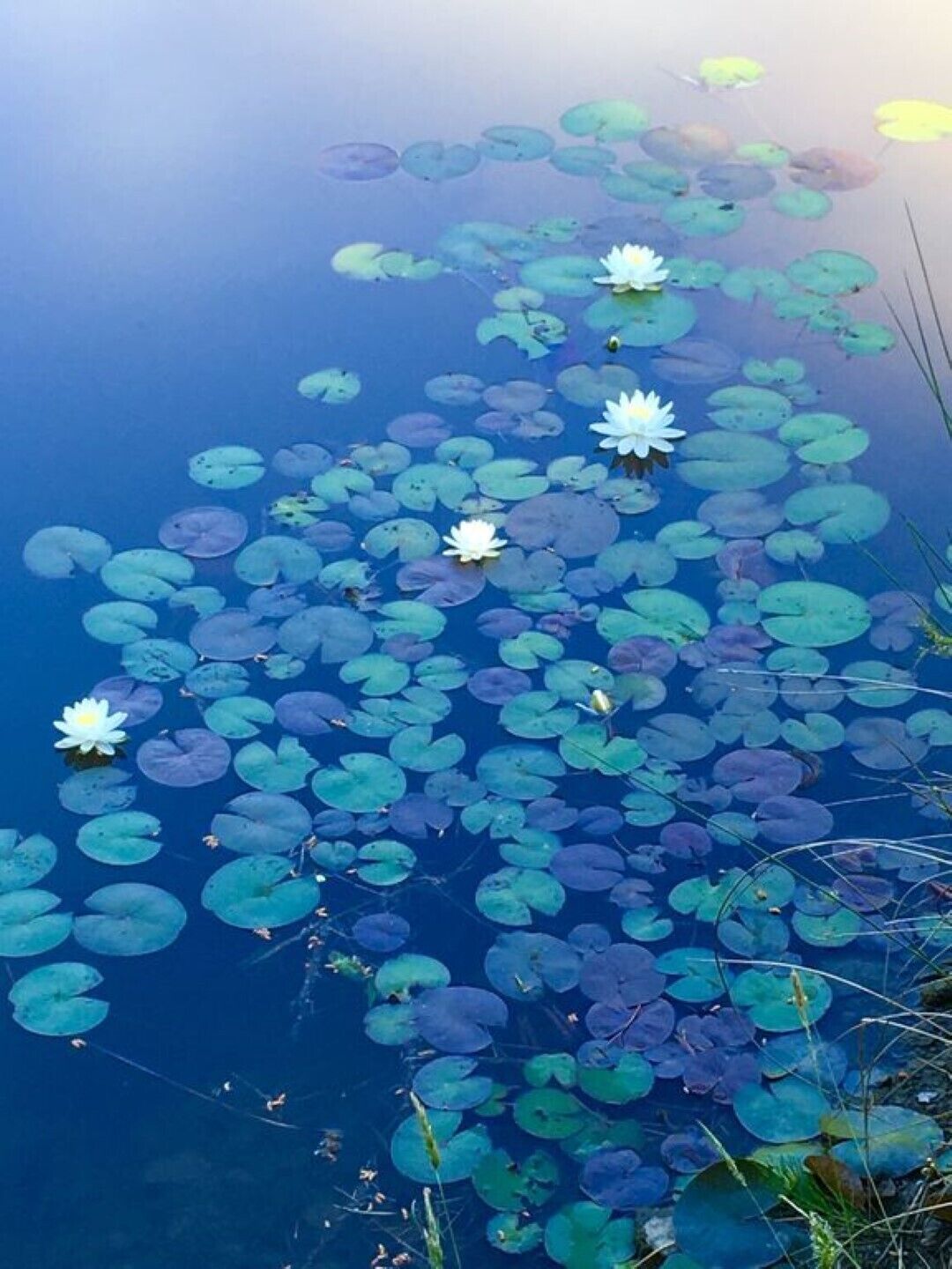 A tranquil pond with lily pads and white water lilies.