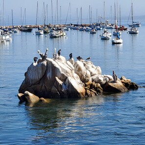 Marina - Oceanfront & Access, Epic Views & Sounds, Pool, Gated & easy Parking, Prime Spot (Monterey)