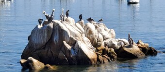 Beachfront, Ocean Access, Stunning Views & Sounds, Pool, Gated, Parking, Central