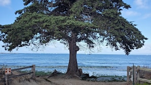 A tree-lined beach with a sign indicating dune restoration and no entry. - Oceanfront & Access, Epic Views & Sounds, Pool, Gated & easy Parking, Prime Spot (Monterey)