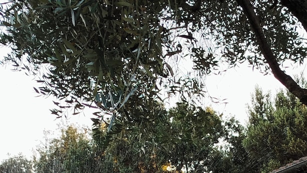 Une cour avec un bâtiment, des arbres et une zone herbeuse.