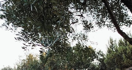 Maremma: country house with swimming pool and large garden