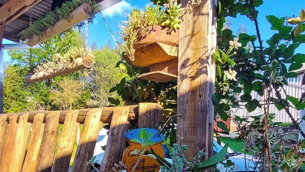 Variedad de plantas en macetas y suculentas bajo una estructura de madera con techo de metal corrugado.