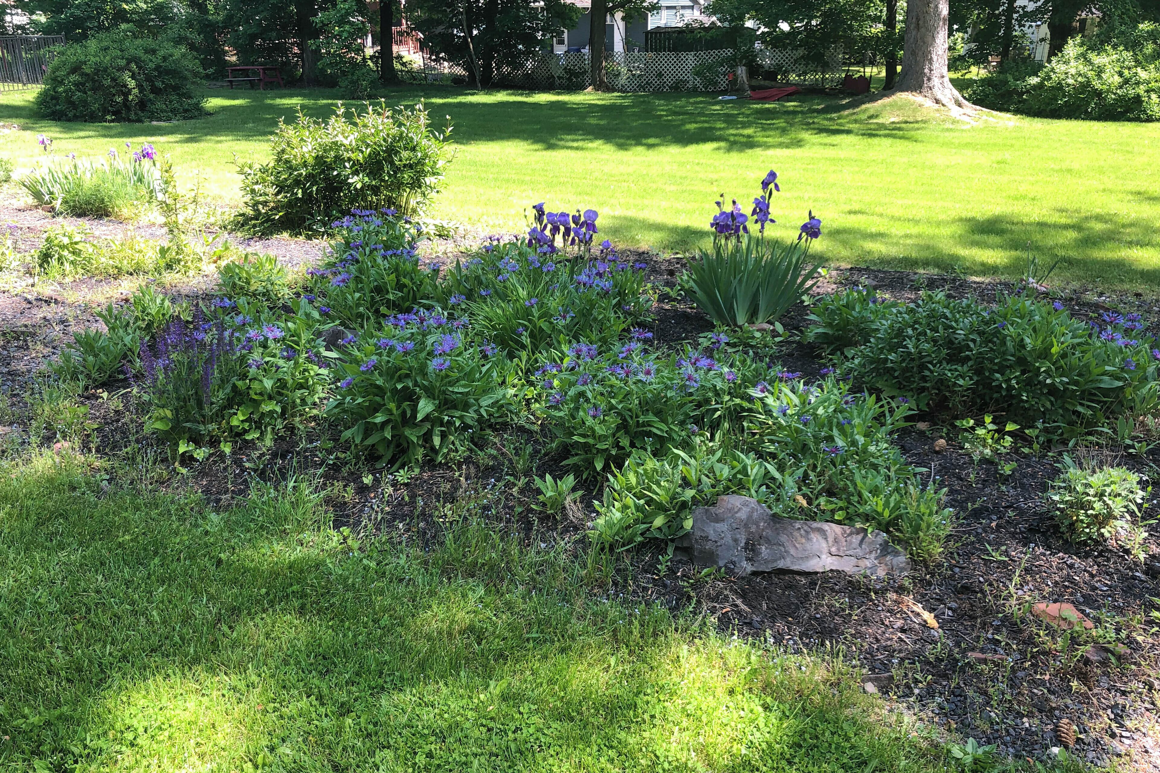 Een tuin met verschillende planten en bloemen, een gazon en een boom.