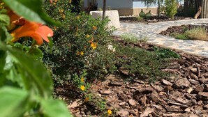 A garden with a stone pathway, a tree, and a building with a tiled roof. - Rural house Las Gavias  (Matapozuelos)