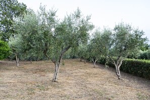 Property grounds - ACCIAROLI SINGLE VILLA SEA VIEW CILENTO (Acciaroli)