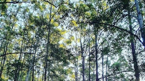 A forest road flanked by tall trees and dense undergrowth. - Farm Stay book  a Private Cabin - Relax Breathe Walk (Palmwoods)