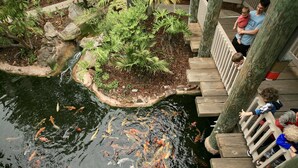 Ein Teich mit Koi-Karpfen, einer Holzbrücke und einem Gartenbereich.
