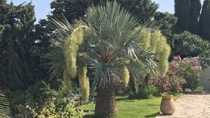 Un jardin agrémenté d’un palmier, de divers arbustes et d’un sentier en pierre.