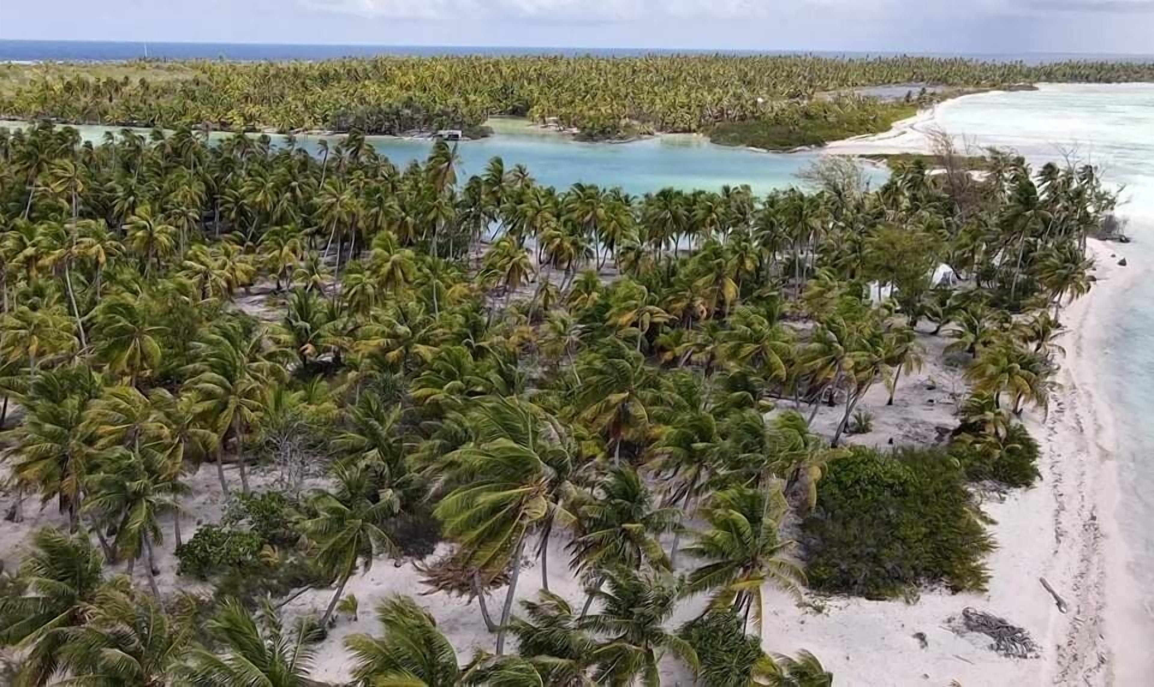 Una playa con palmeras y una vista despejada del océano.