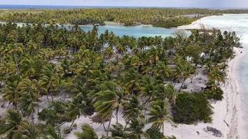 Una playa con palmeras y una vista despejada del océano.