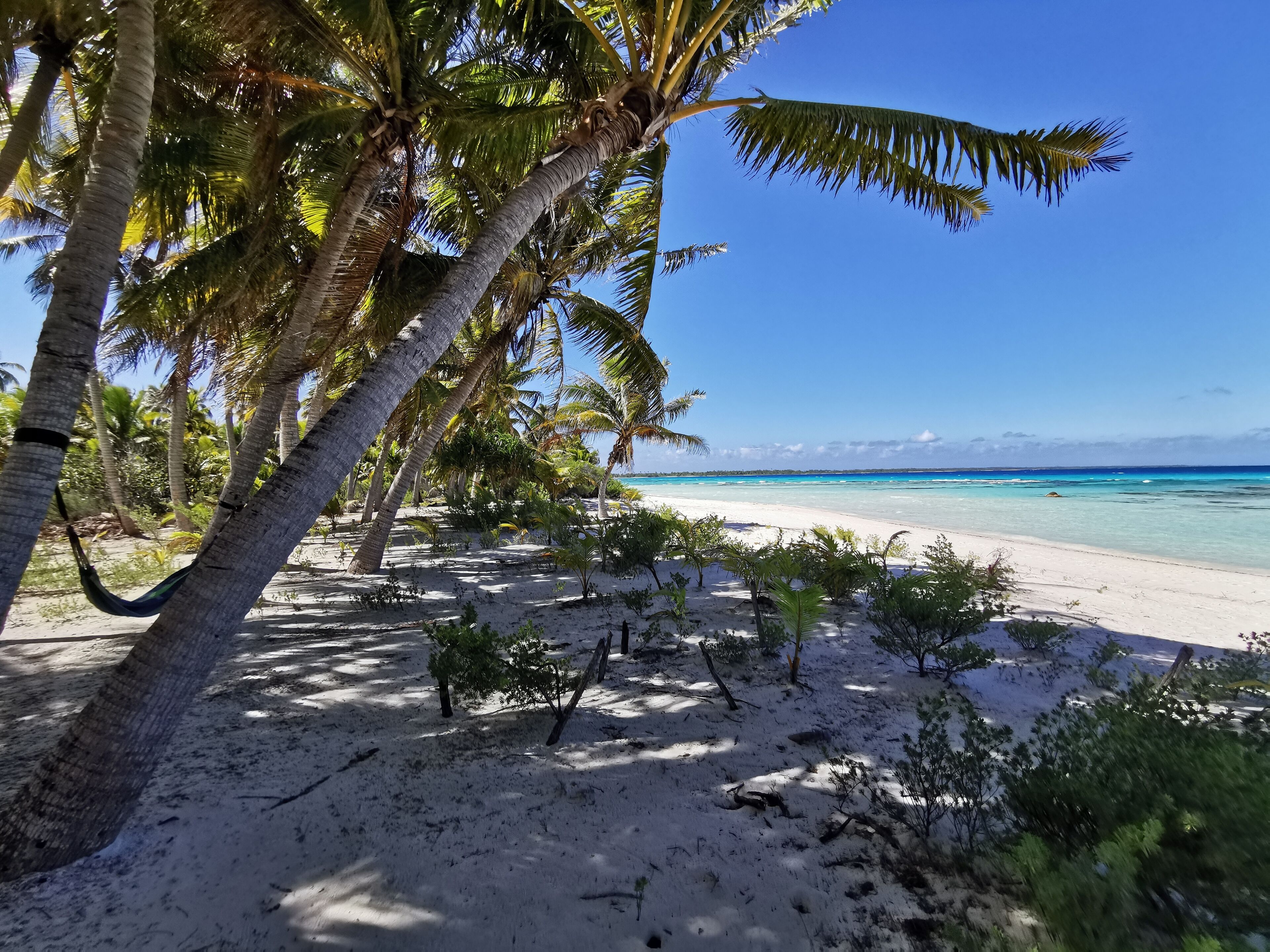 A beach with palm trees and a clear view of the ocean.