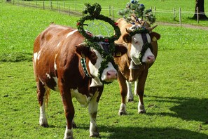 Dos vacas en un campo de hierba.