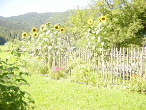Ein Garten mit Sonnenblumen, einem Holzzaun und einem Berg im Hintergrund.