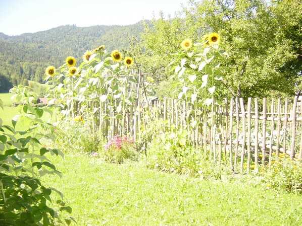 Un jardín con girasoles, una valla de madera y una montaña al fondo.