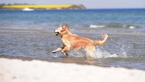 Een hond rent langs een strand, met water en een eiland in de verte.