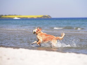 Een hond rent langs een strand, met water en een eiland in de verte.