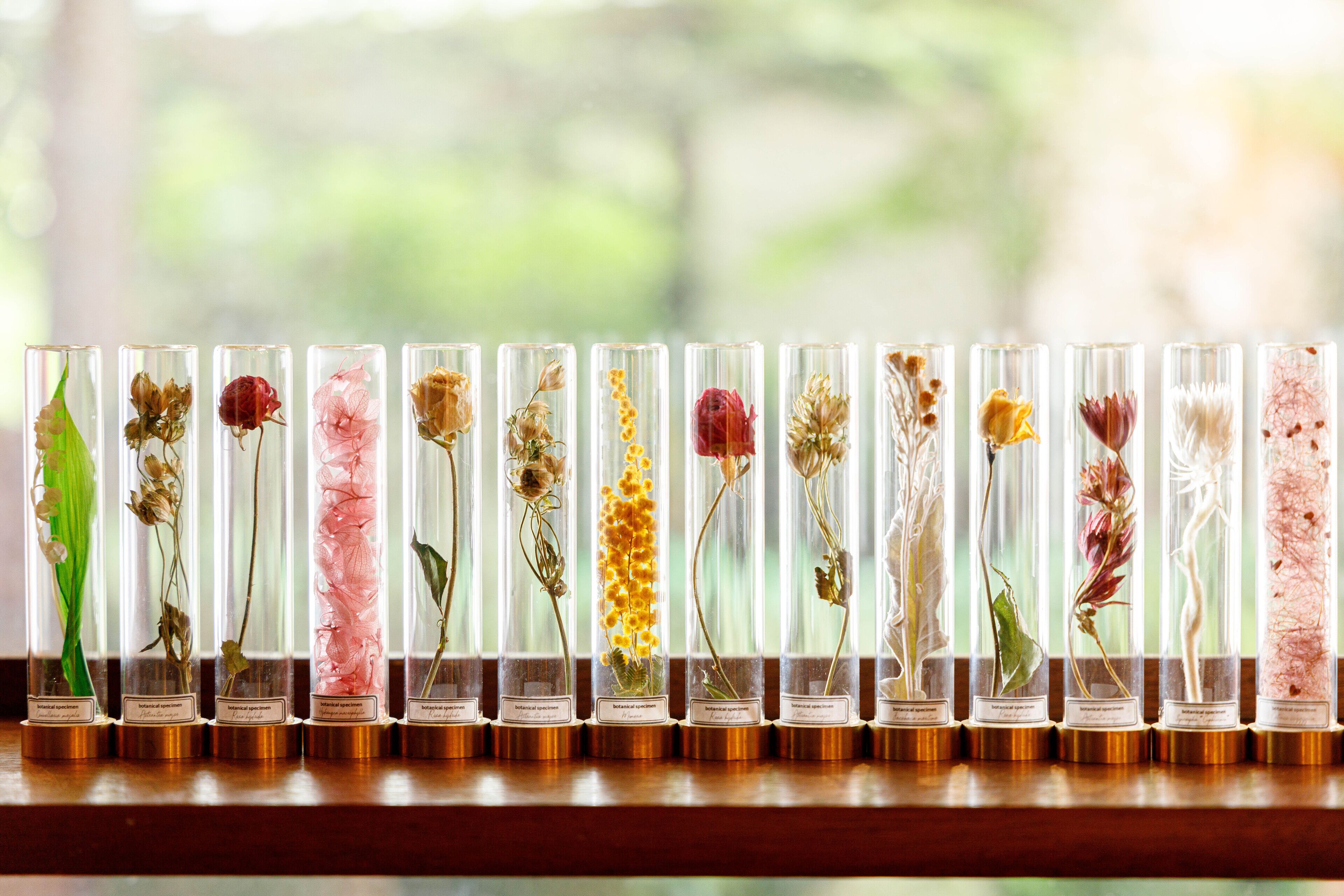 A row of glass display cases with various dried flowers and plants, each labeled with a name.