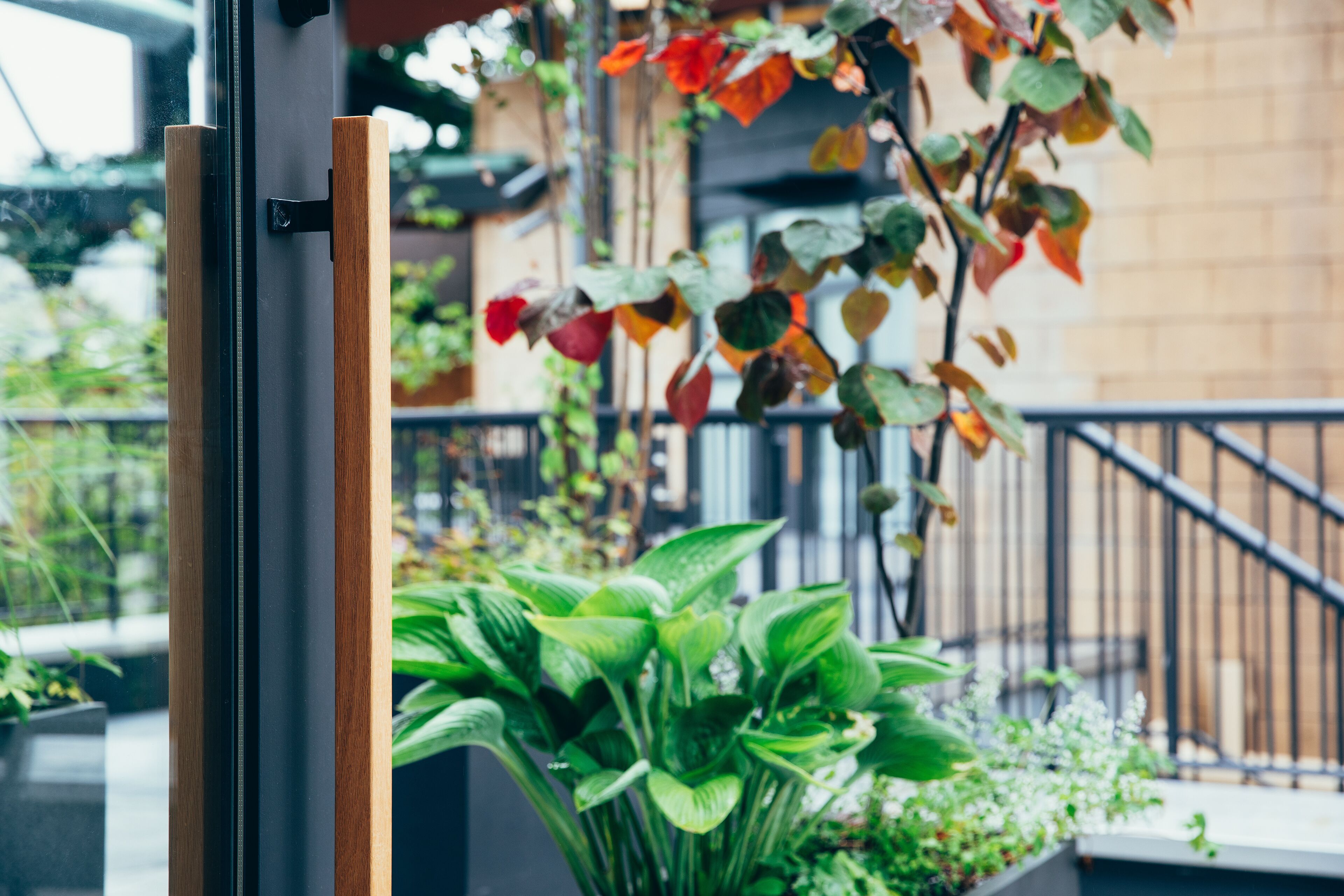 A view through a window with a wooden frame, a potted plant with green leaves, and a metal railing in the background.