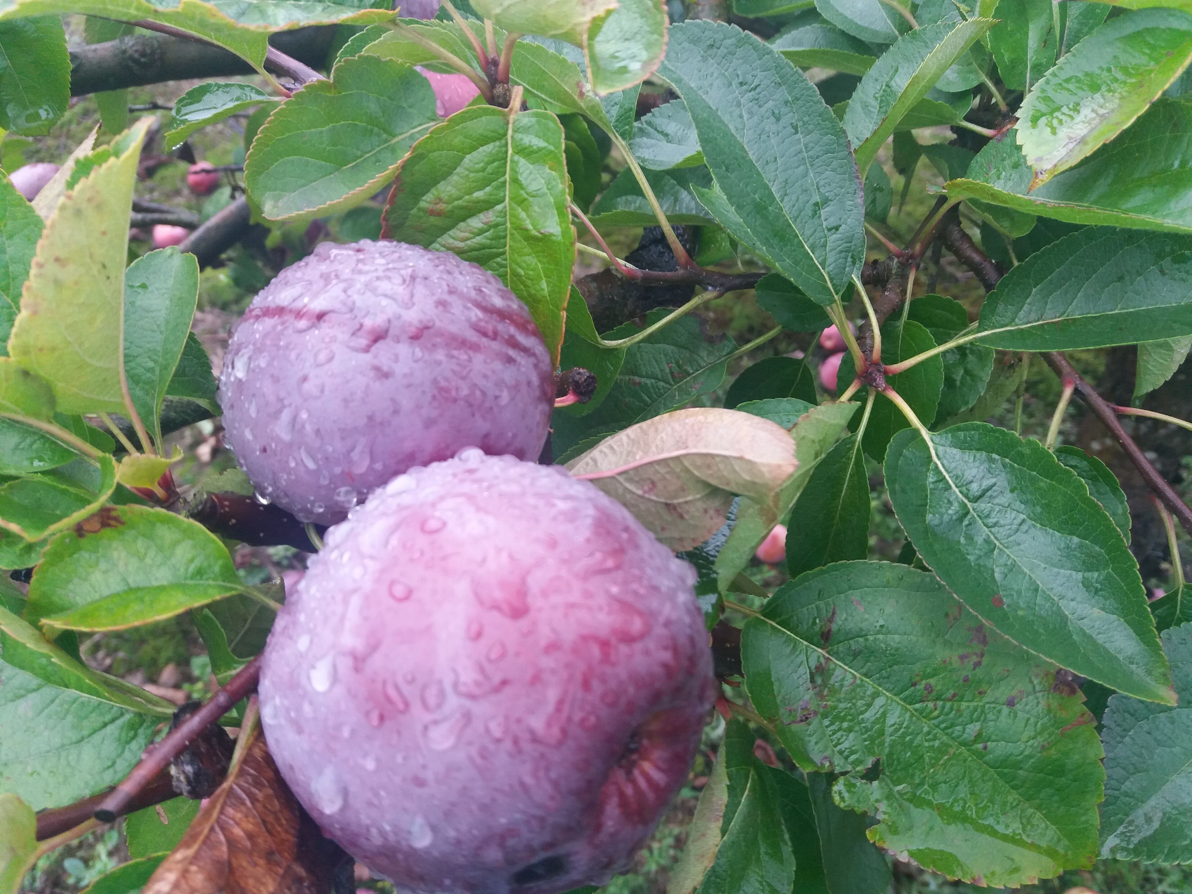 Duas ameixas maduras em uma árvore com folhas verdes.