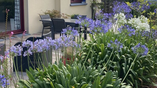 Une maison dotée d’un patio aménagé avec une table et des chaises, entouré d’une végétation luxuriante et de plantes en fleurs.