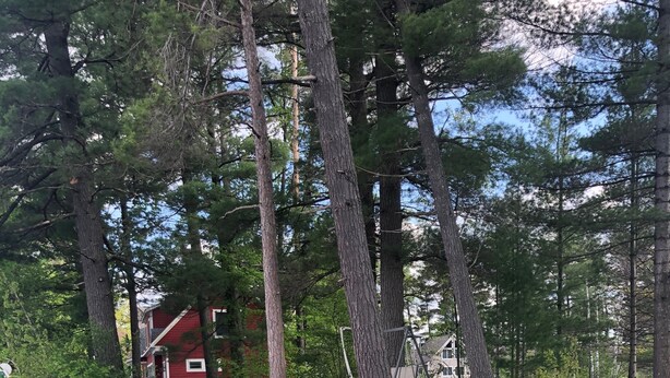 Una spiaggia sabbiosa con una piccola casa rossa sullo sfondo, circondata da alberi.