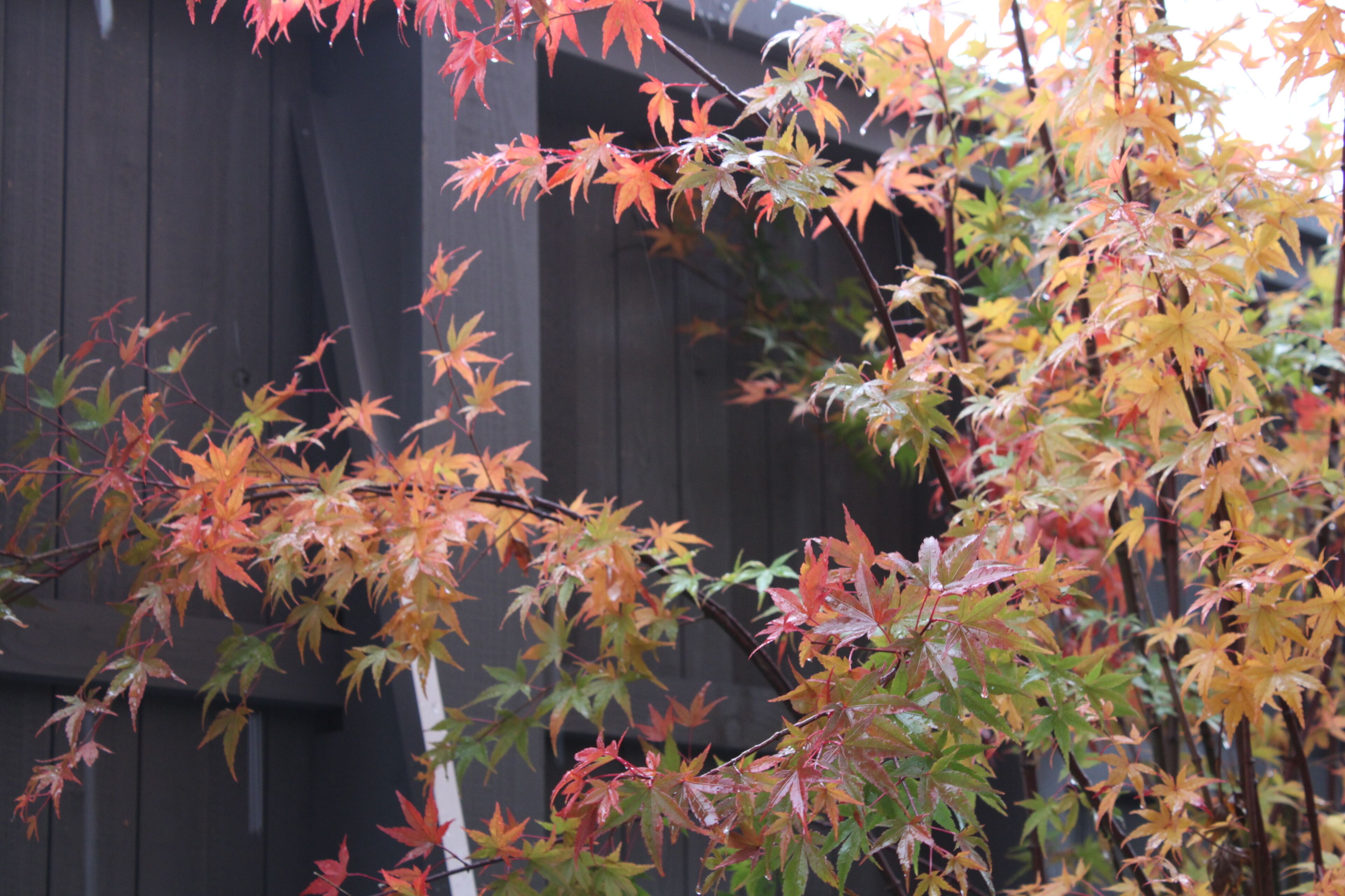 Une clôture en bois ornée de feuilles d’automne.