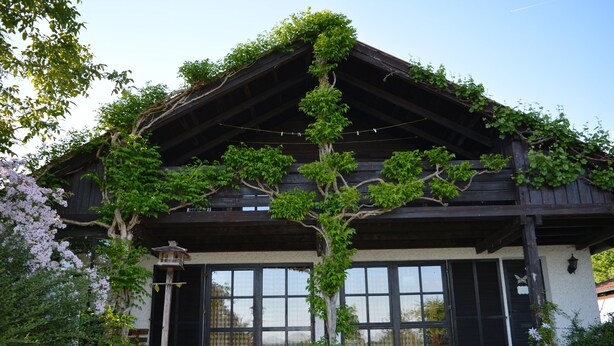 A traditional wooden house with a covered porch, large windows, and a tree with climbing vines. - Feriendorf Büchelberg (Windorf)