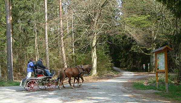 Un carruaje tirado por caballos sobre un sendero en el bosque.
