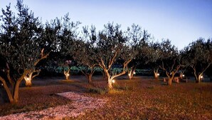 Un huerto con árboles iluminados por luces del suelo al anochecer.