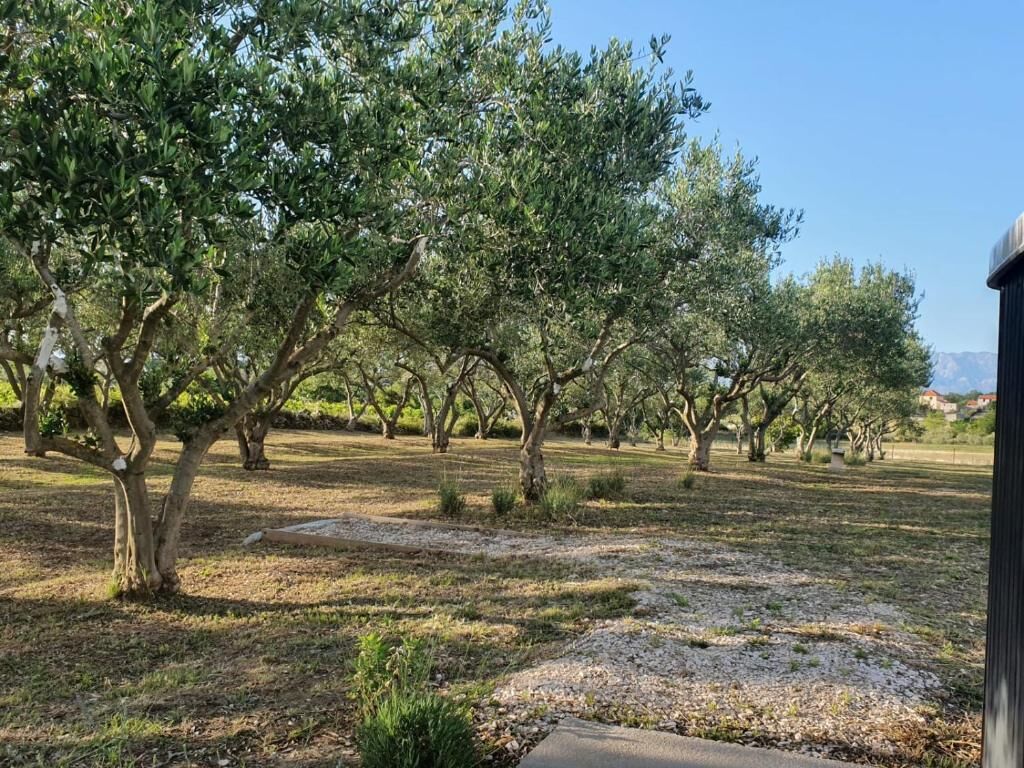 An olive grove with trees and a gravel path.