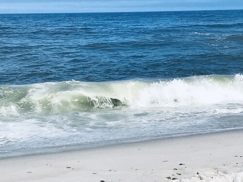 Beautiful Cozy Beach Cottage in Ocean Beach III - 8 houses from the beach!