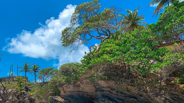 A rocky coastline with waves crashing against the shore, palm trees, and a clear blue sky.