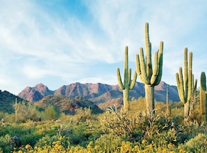 A desert landscape with multiple cacti and mountains in the background. - Old Town Scottsdale|Stylish New Condo| Heated Pool (Scottsdale)