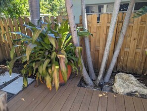 Une terrasse en bois avec une plante en pot et un rocher.