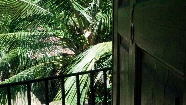 Vista desde un balcón con barandilla metálica, sobre un jardín con palmeras y una puerta de madera.