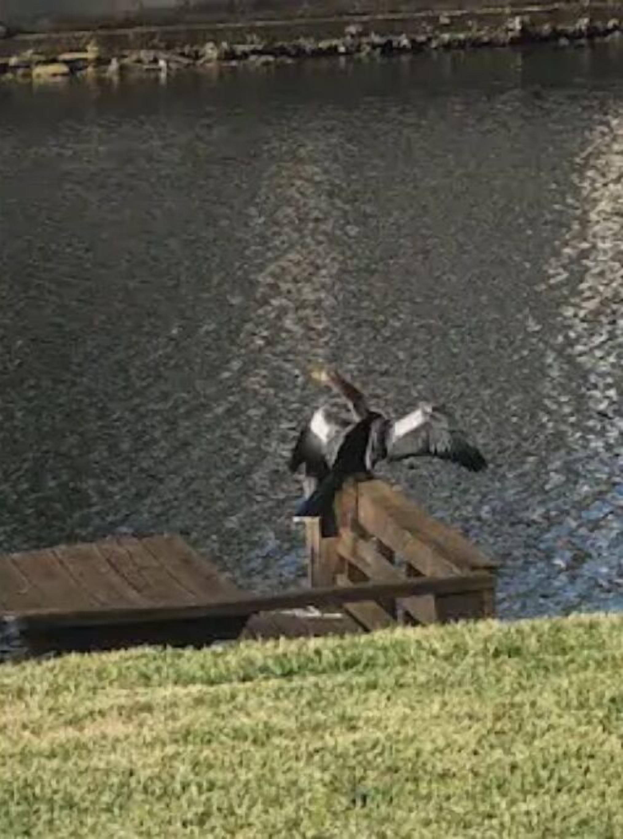 Une jetée en bois s’étendant sur une étendue d’eau calme, avec une zone herbeuse à proximité.