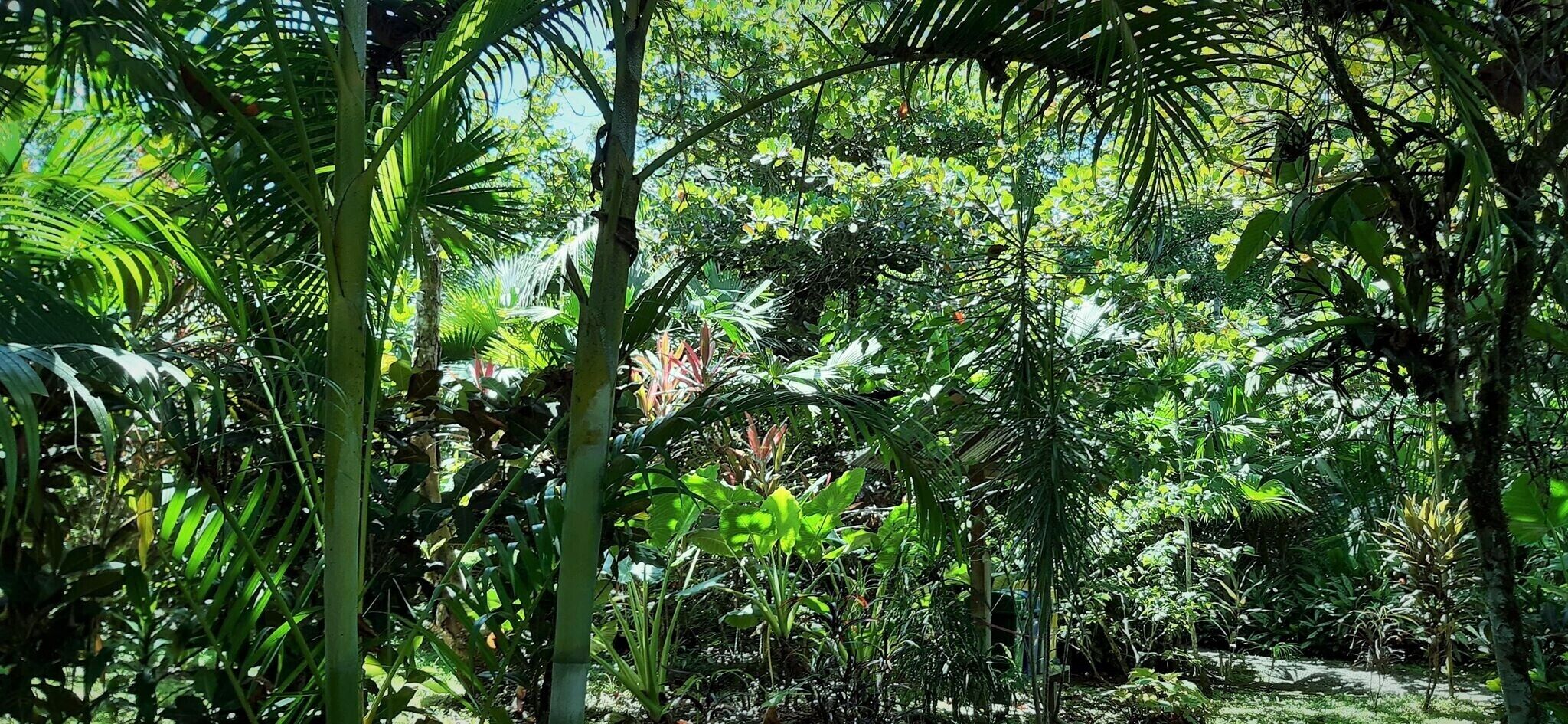 Standard Room | Garden view