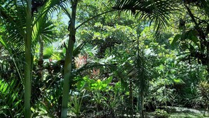Een weelderige tropische tuin met diverse planten en bomen, een kleine waterpartij en een pad dat door het groen leidt.