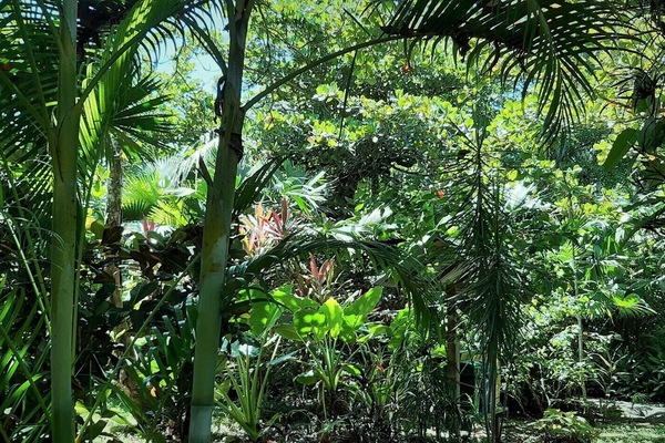 Garden view